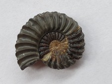 Pleuroceras spinatum - Unterstürmig- Lias delta - Ammonit - alte Sammlung