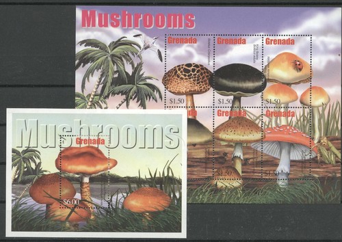 Pilze mushrooms grenada - -,