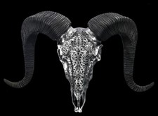 Deko Widderschädel Silber –