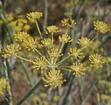 SAMEN GEMÜSE Bronze-Fenchel