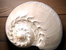 Große Sea Shell Muschel mit