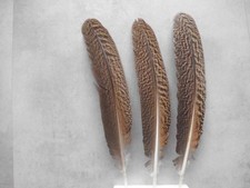 3 gestreifte Pfauenfedern,  32