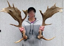 kapitales Paar Damhirsch