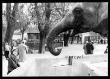 Dresden 1968 - Elephant in the