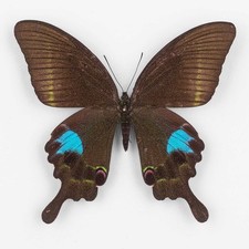 Papilio Paris Chinensis ♀