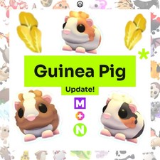 Adopt guinea pig update - guinea,