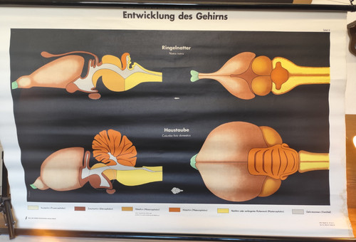 Ddr rollkarte entwicklung - entwicklung, des