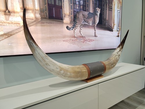 Authentischer echter stier - echter, kuh