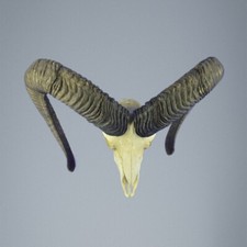 653MU Mufflon jagdtrophae, Wildschaf, Horn 77-77cm C.24cm DE 