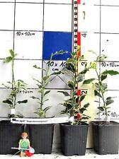 Ilex aquif. "Argenteomarginata" - weißbunte Stechpalme