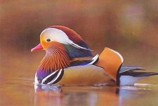 Zoo  Wildlife   *  MANDARINENTE * Ente  ***  Postcard   # T73
