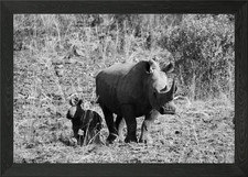 Gerahmtes Wandbild Nashorn