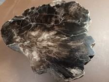 Versteinertes Holz (Stammstück)  1-seitig polierte Nova Paka Tschechien