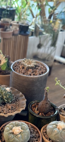 Ariocarpus kotschoubeyanus - , v