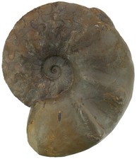 Trias ceratites praenodosus - ceratites,
