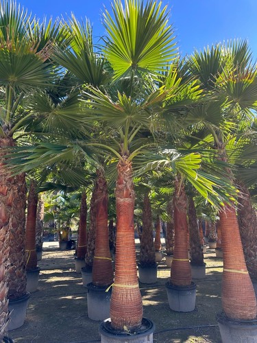 Palme washingtonia robusta - palme,