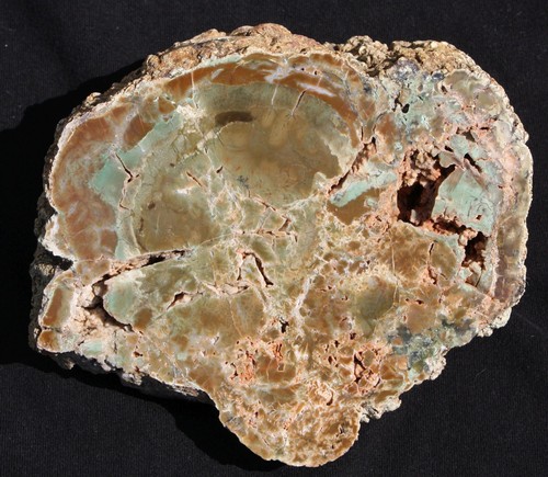 Versteinertes holz petrified - holz, (