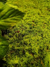 Terrarium Bodengrund Thujamoos Platten 5er Set- echtes Moos, Substrat, Terrarien