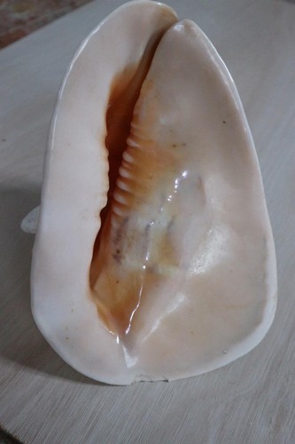 Alter muschelhelm gehörnt - muschelhelm,