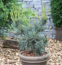 Blaue Mädchenkiefer Glauca 30-40cm - Pinus parviflora