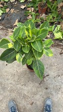 Ficus elastica variegata