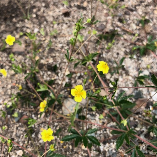 Blutwurz tormentill potentilla - blutwurz,