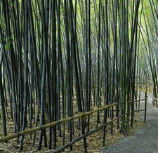 Samen vom wunderschönen SCHWARZEN BAMBUS, wächst schnell und ist winterhart