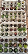 Sempervivum hauswurz - ,