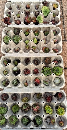 Sempervivum hauswurz - ,