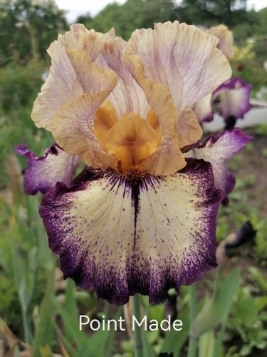Schwertlilie iris point - schwertlilie, made