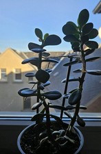 Crassula Dickblatt Pfennigbaum