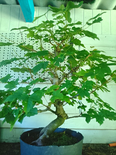 Bergahorn bonsai im - bonsai,