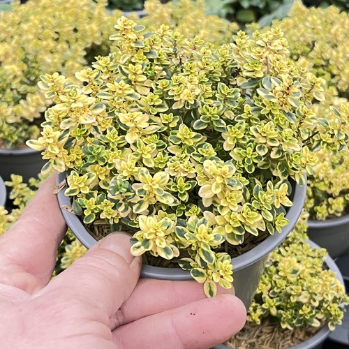 Zitronen thymian thymus - ,