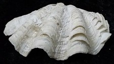 Echte Muschelschale Tridacna