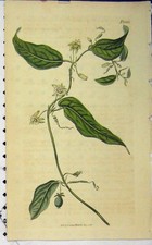 Original alter antiker Druck