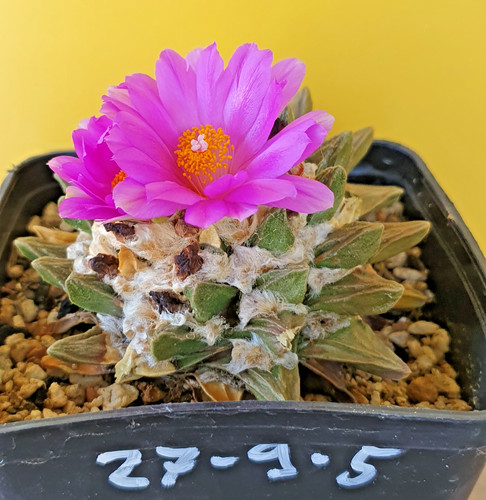 Alter ariocarpus - alter,