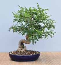 Bonsai Indoor, Szechuanpfeffer