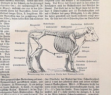 Alte Lithographie, Rind (das Hausrind, Rindviehzucht), ca.1920, Skelett,Zoologie