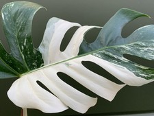 Monstera deliciosa variegata