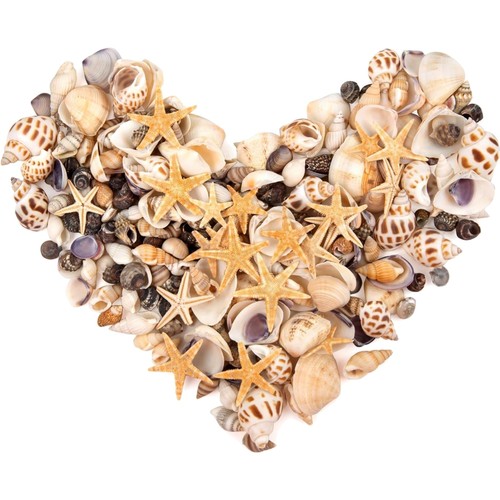 Muscheln seesterne bastelset - muscheln,