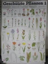 Geschützte Pflanzen Ragwurz