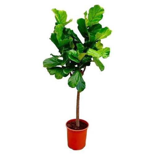 Ficus lyrata baum - lyrata,