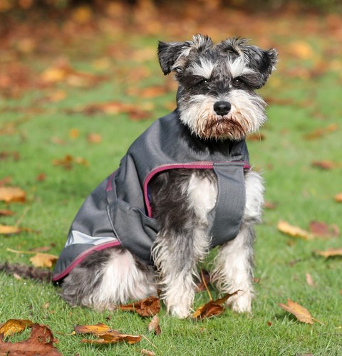 Bucas hundemantel freedom - hundemantel,