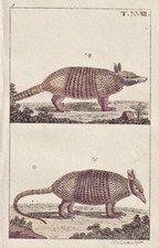 Schuppentier Kupferstich