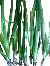 5 Bund Vallisneria Americana Gigantea Riesenvallisnerie, Wasserpflanzen