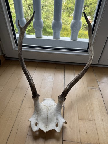 Kleine hirschgeweih rothirsch - kleine, hirschgeweih,