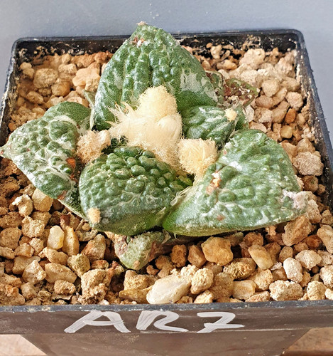 Ariocarpus auf eigenen - , wurzeln