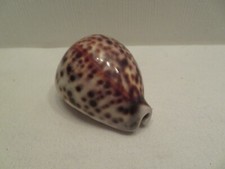 Seltene glänzende Tiger Kauri