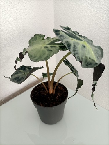 Alocasia venom große - venom,