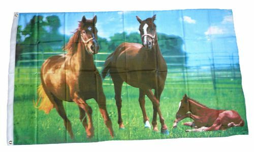 Flagge fahne wilde pferde - /,